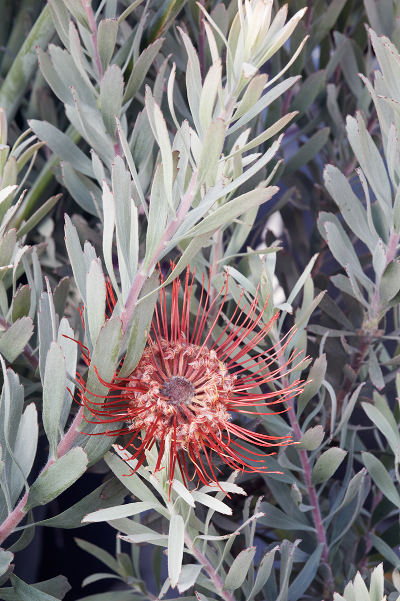 Leucospermum 'Blanche Ito'