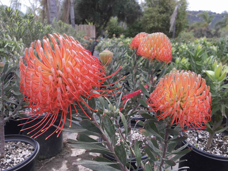 Leucospermum 'Blanche Ito'