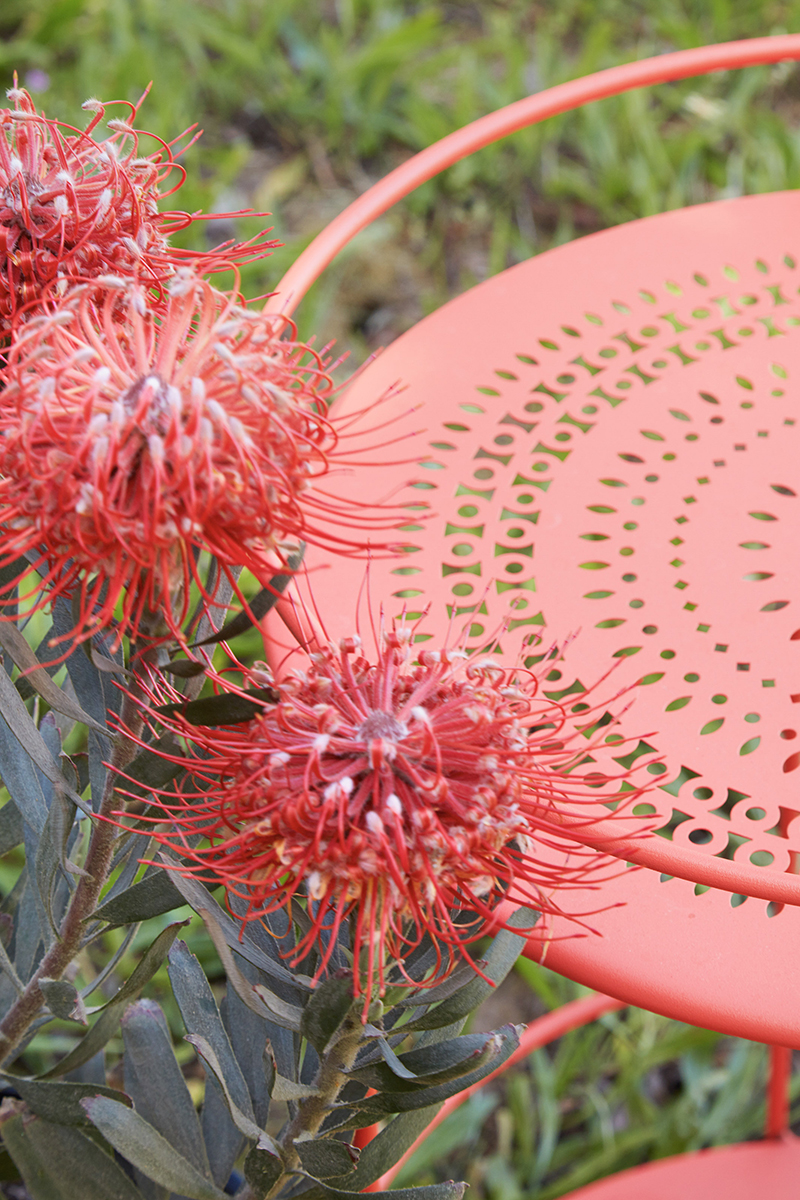 Leucospermum 'Blanche Ito'