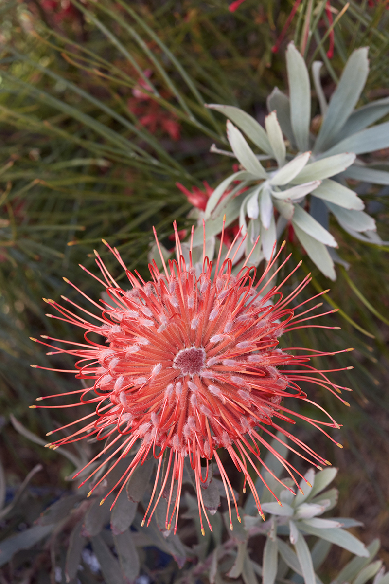 Leucospermum 'Blanche Ito'