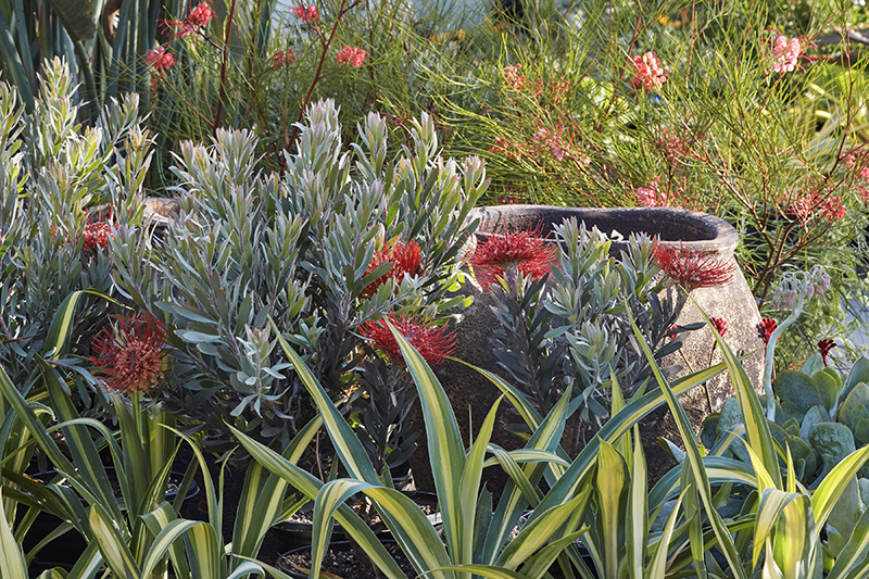 Leucospermum 'Blanche Ito'