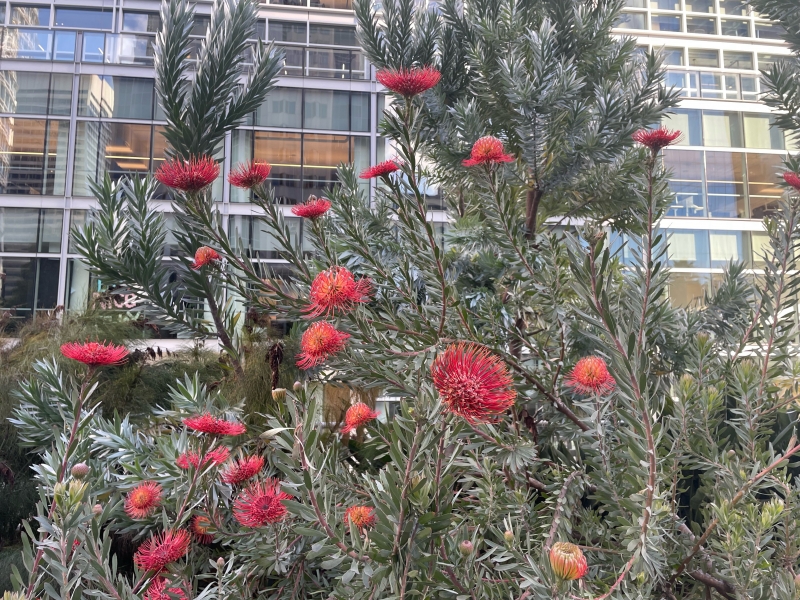 Leucospermum 'Blanche Ito'