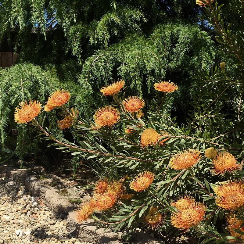 Leucospermum 'Brandi de la Cruz'