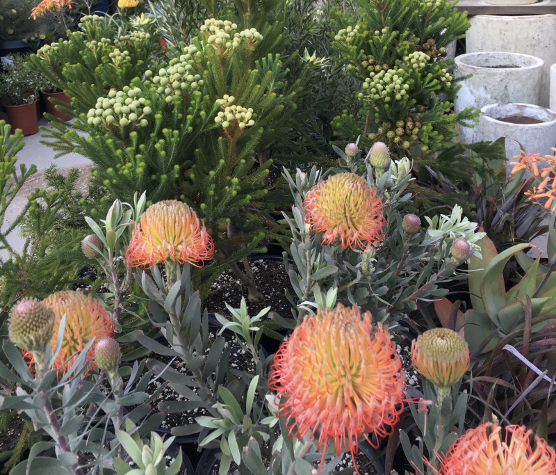 Leucospermum 'Brandi de la Cruz'