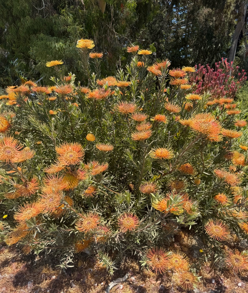 Leucospermum 'Brandi de la Cruz'