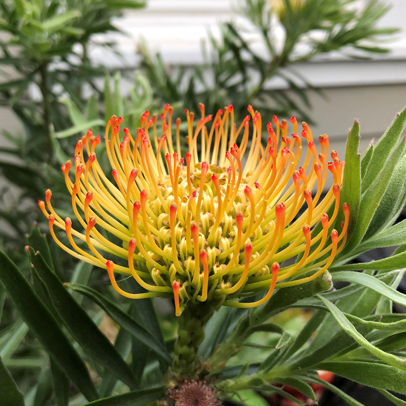 Leucospermum 'CA Sunshine'