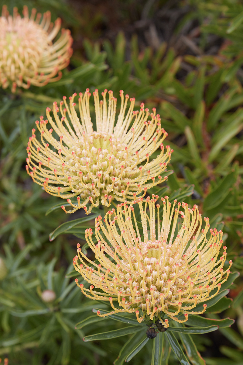 Leucospermum 'CA Sunshine'