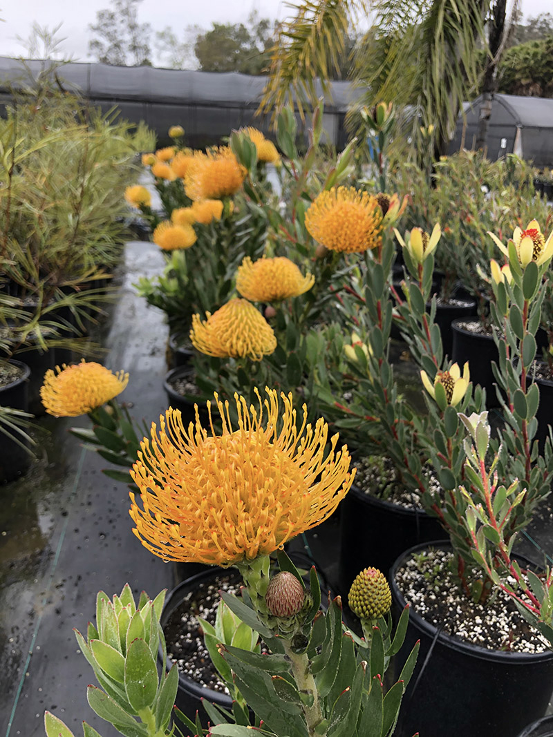 Leucospermum cuneiforme 'Goldie'