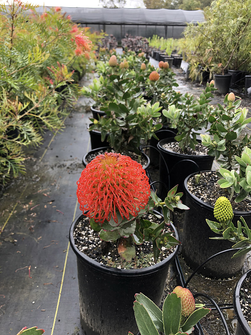 Leucospermum 'Flame Giant'