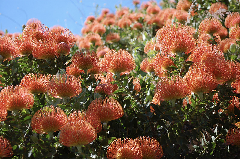 Leucospermum 'Flame Giant'