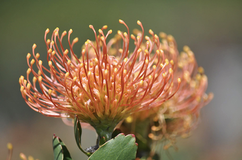 Leucospermum 'Flame Giant'