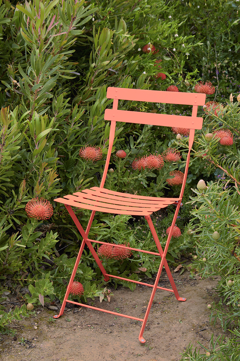 Leucospermum 'Flame Giant'