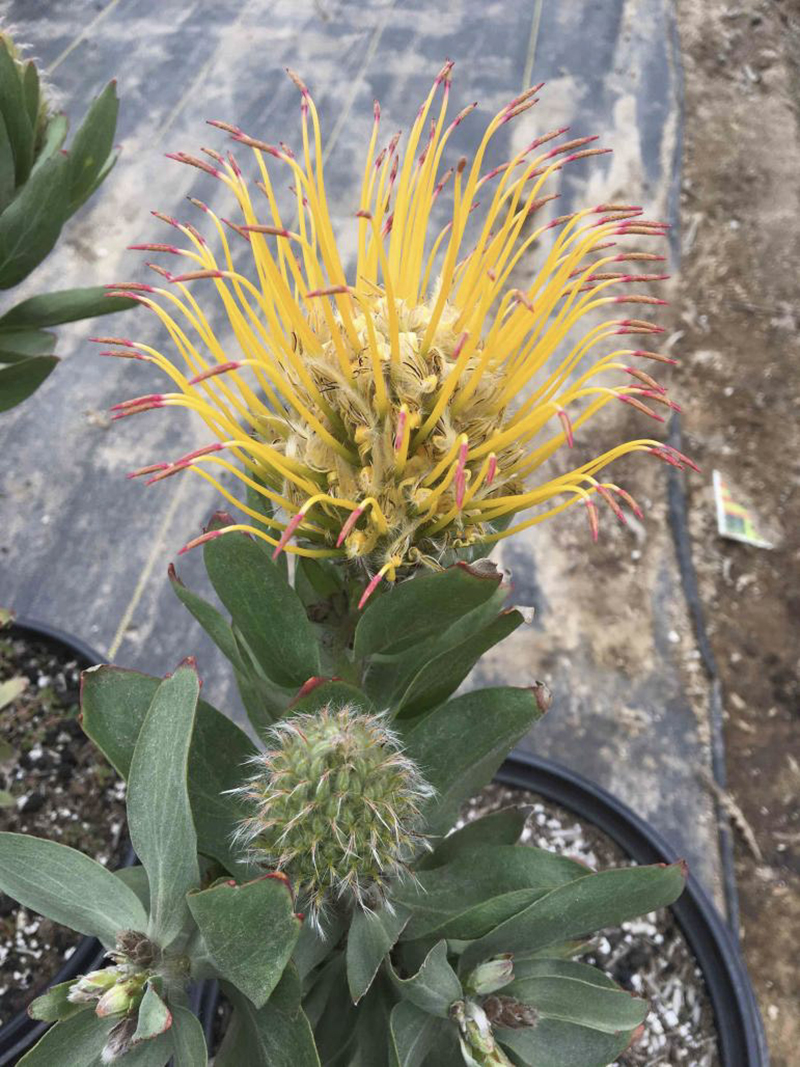 Leucospermum gueinzii