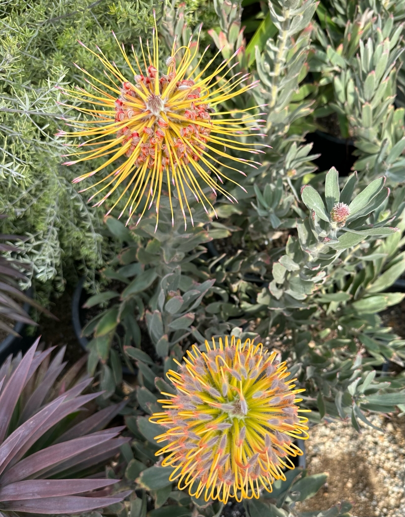 Leucospermum 'Helena'