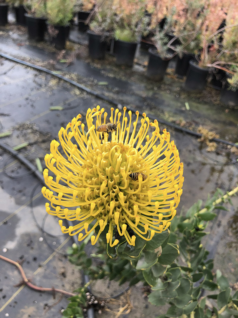 Leucospermum 'High Gold'