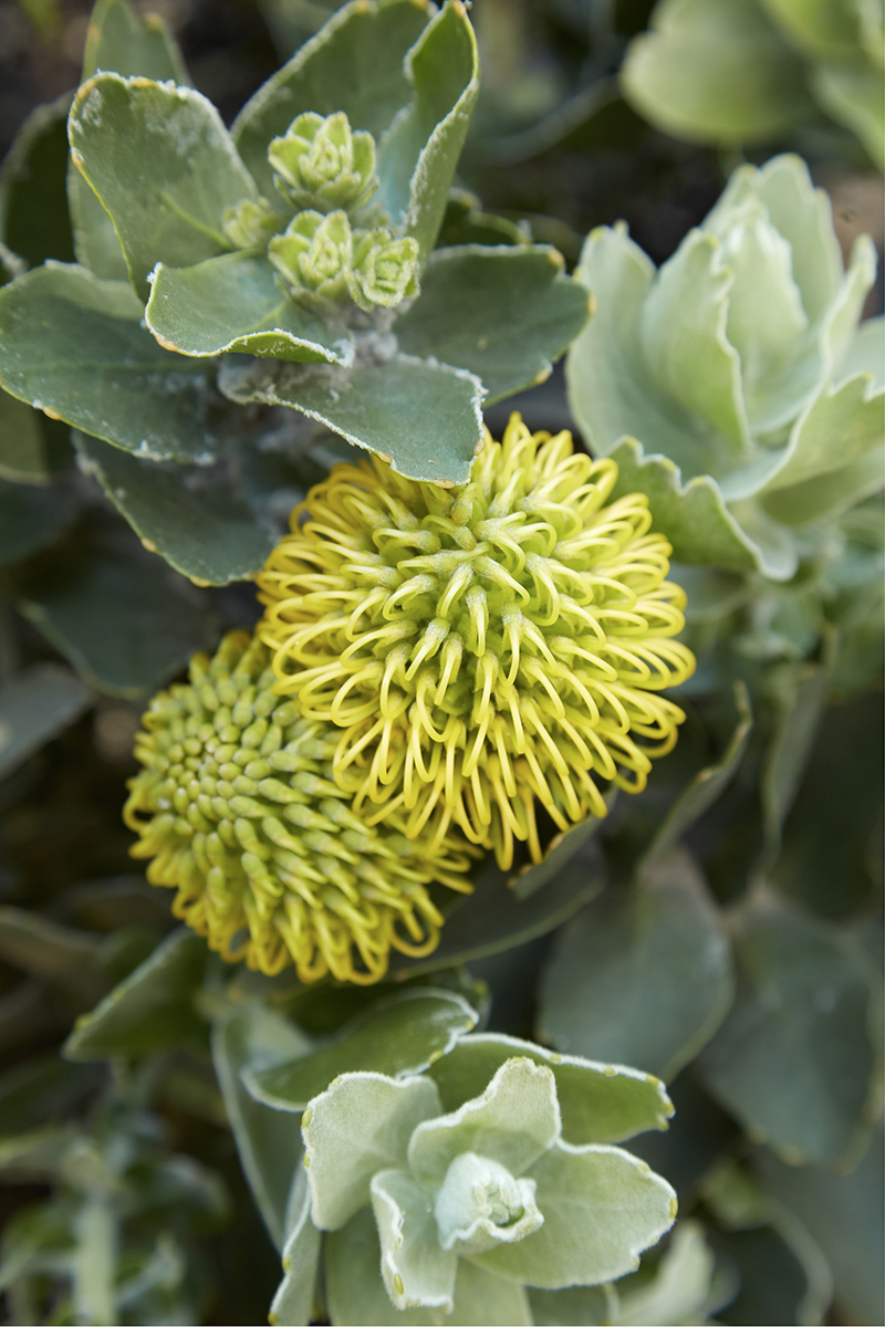 Leucospermum 'High Gold'