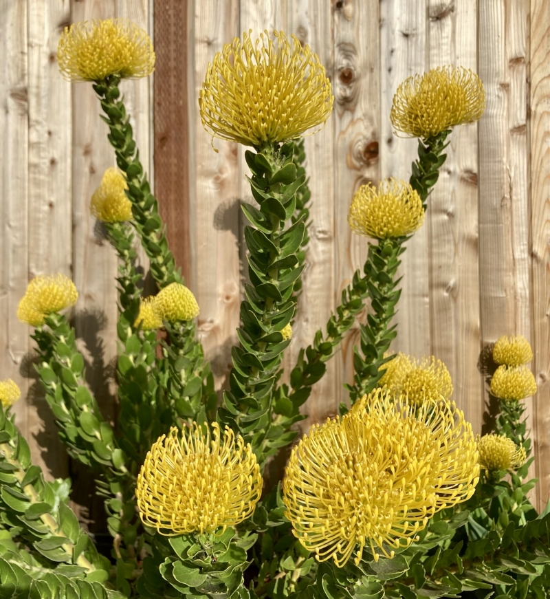 Leucospermum 'High Gold'