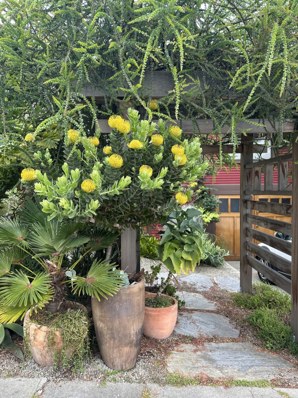 Leucospermum 'High Gold'