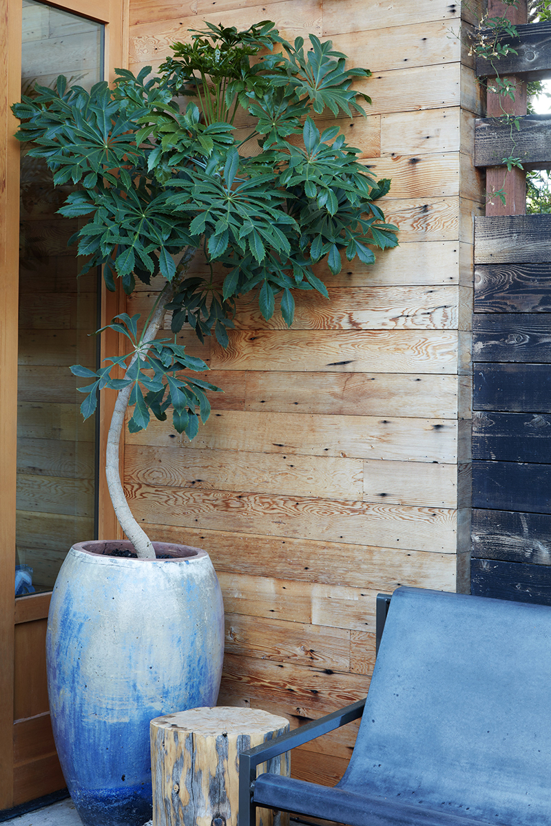 Leucospermum 'Lauren Hicks'