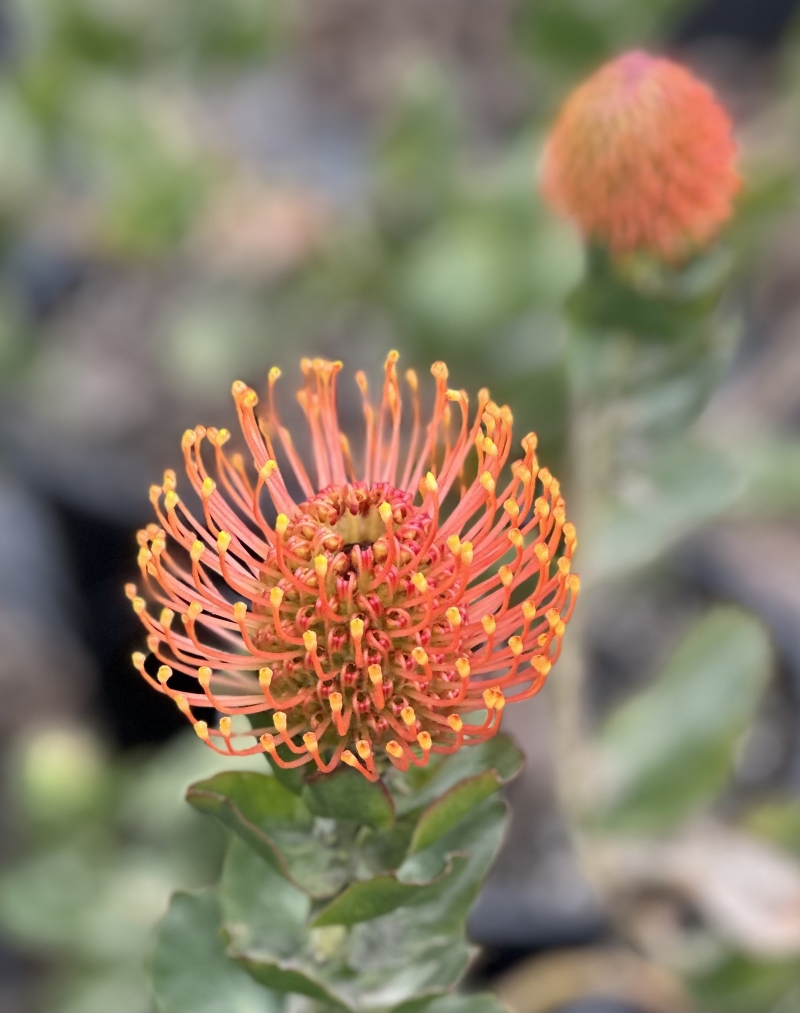 Leucospermum patersonii 'Brothers'