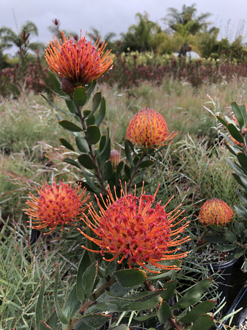 Leucospermum 'Phil Parvin'