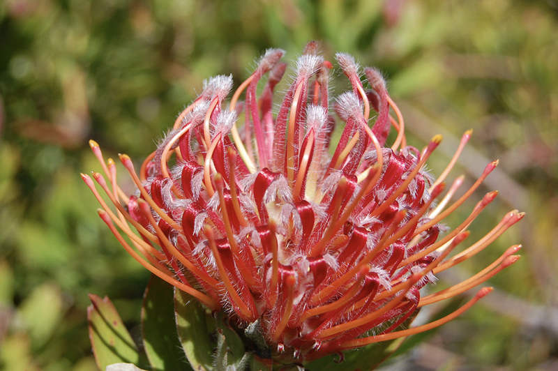 Leucospermum 'Scarlet Ribbon'