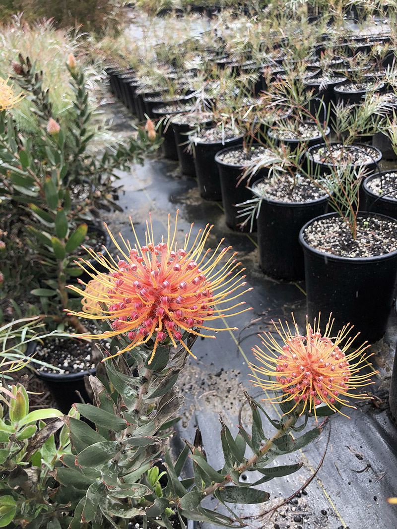 Leucospermum 'Spider'