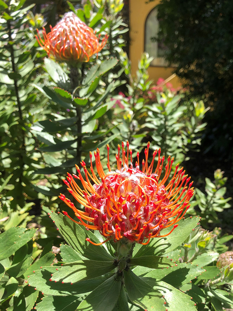 Leucospermum 'Starlight'