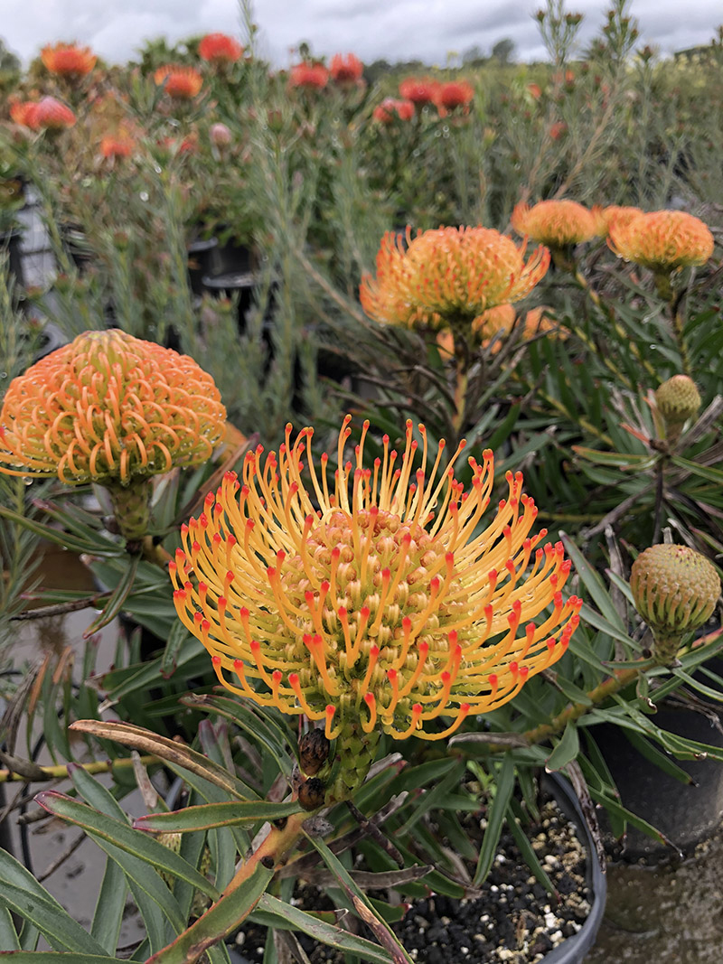 Leucospermum 'Sunburst'