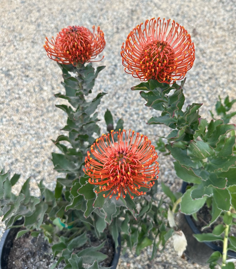 Leucospermum 'Sunrise'