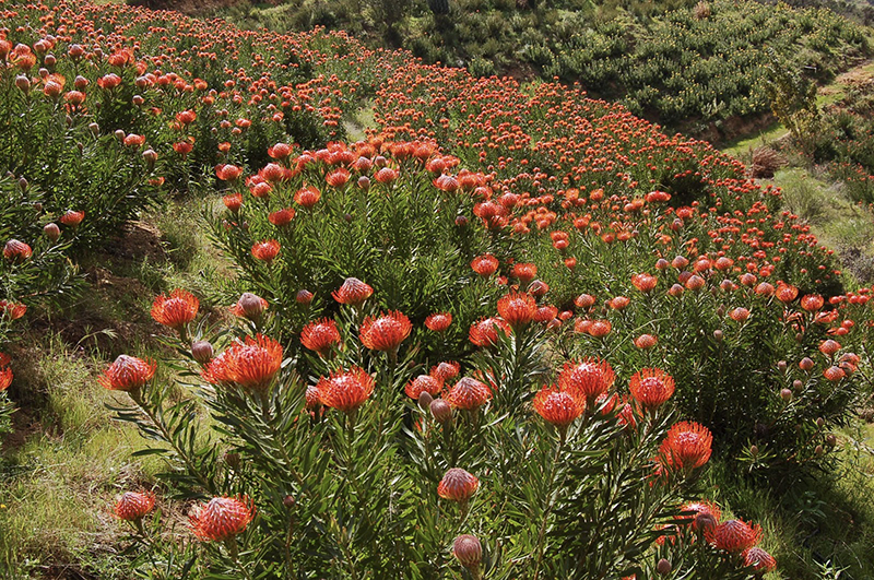 Leucospermum 'Tango'