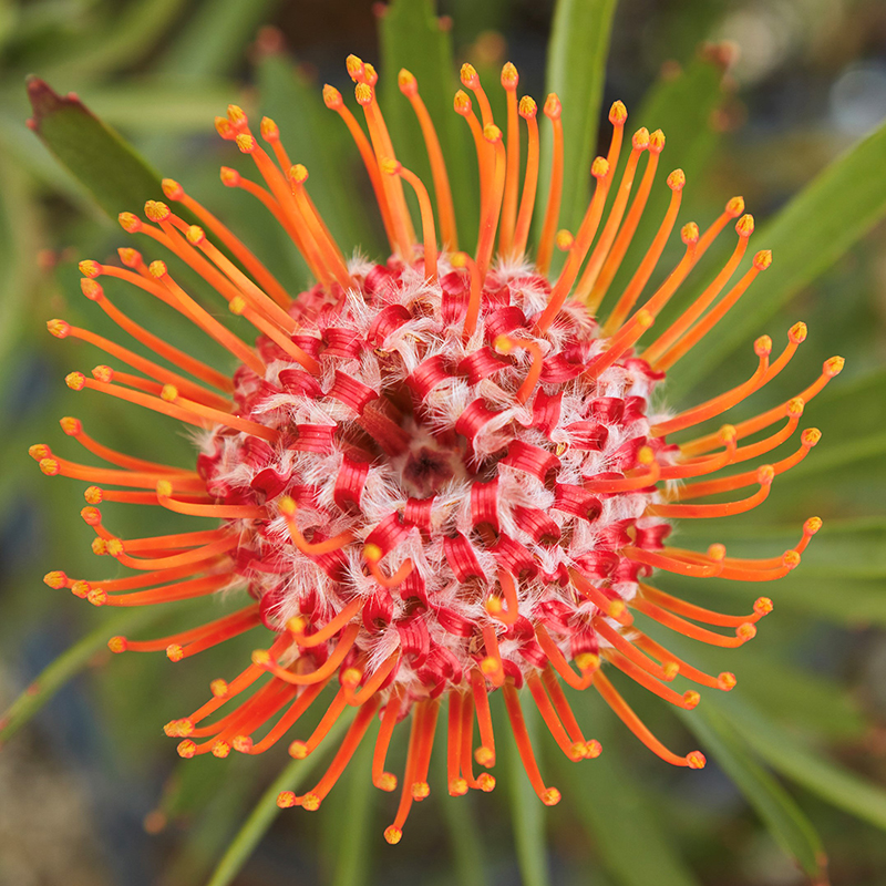 Leucospermum 'Tango'