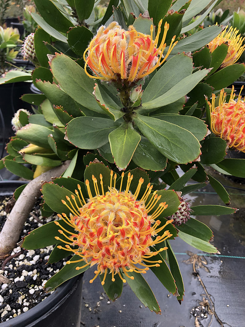 Leucospermum 'Veldfire'