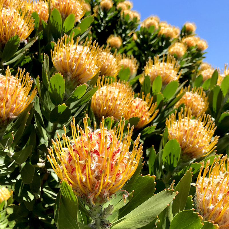 Leucospermum 'Veldfire'