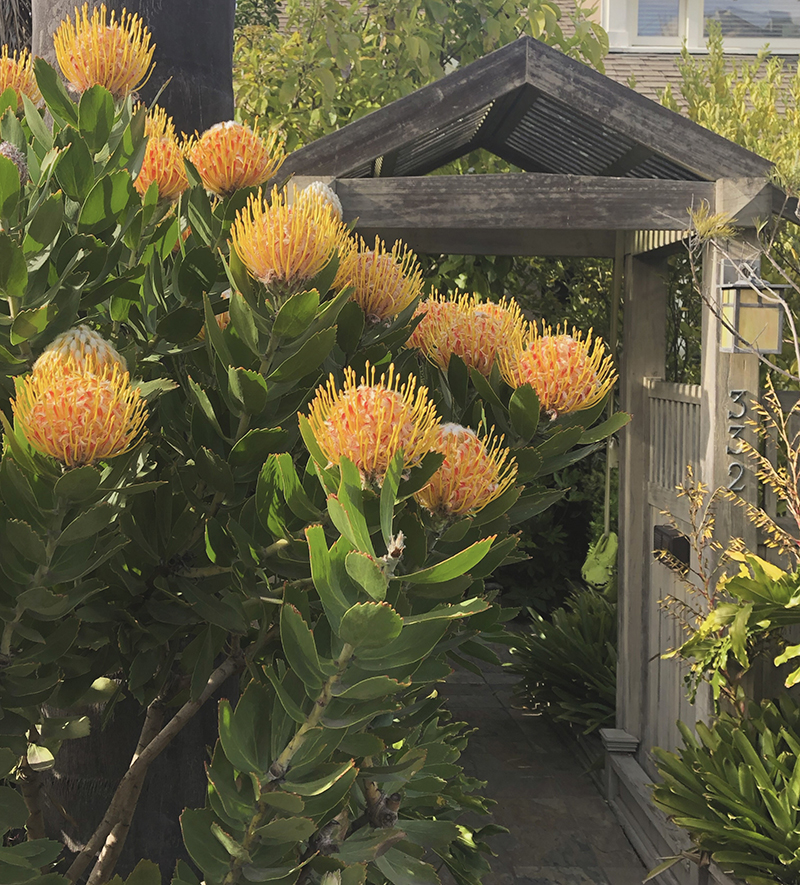 Leucospermum 'Veldfire'