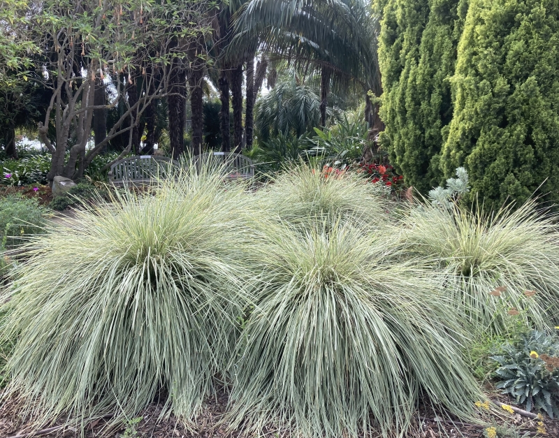 Lomandra longifolia 'Arctic Frost'