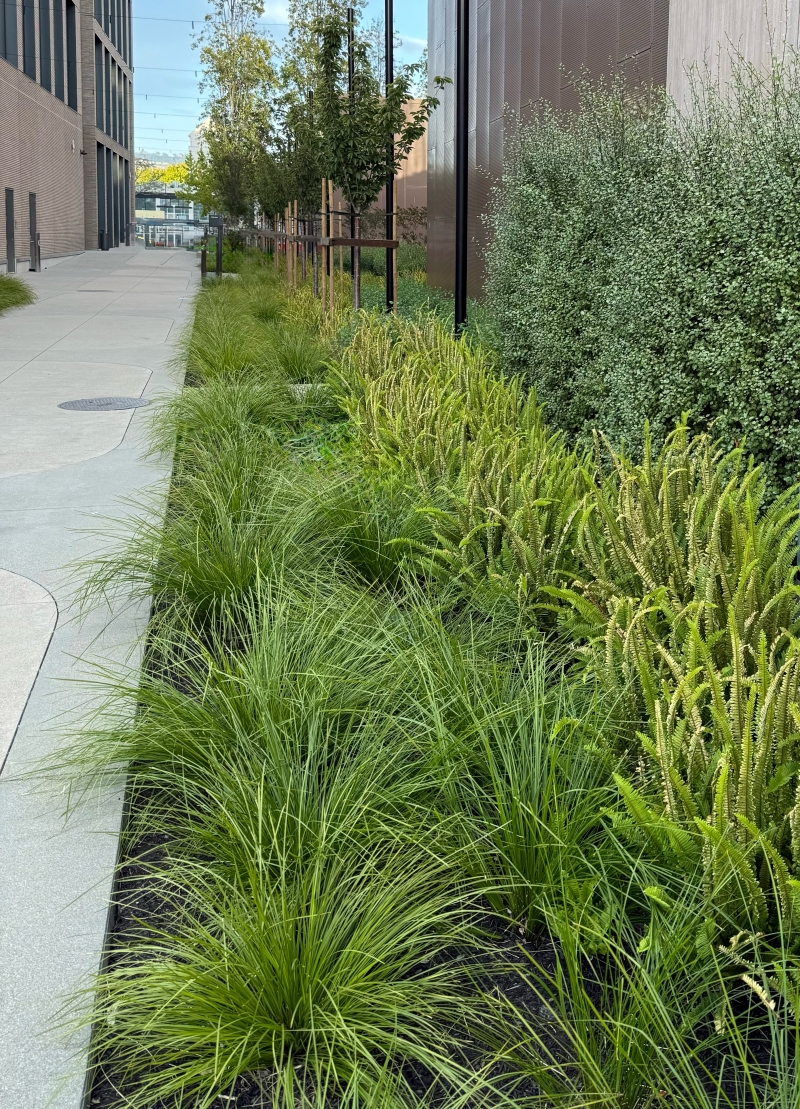 Lomandra longifolia 'Breeze'