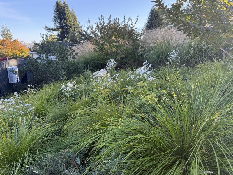 Lomandra longifolia 'Breeze'