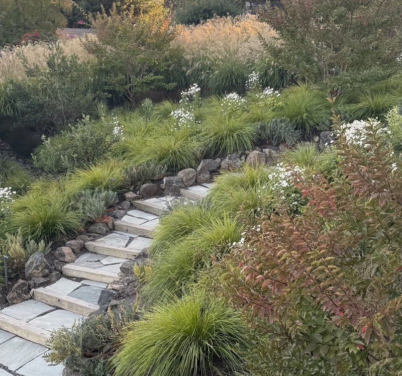 Lomandra longifolia 'Breeze'