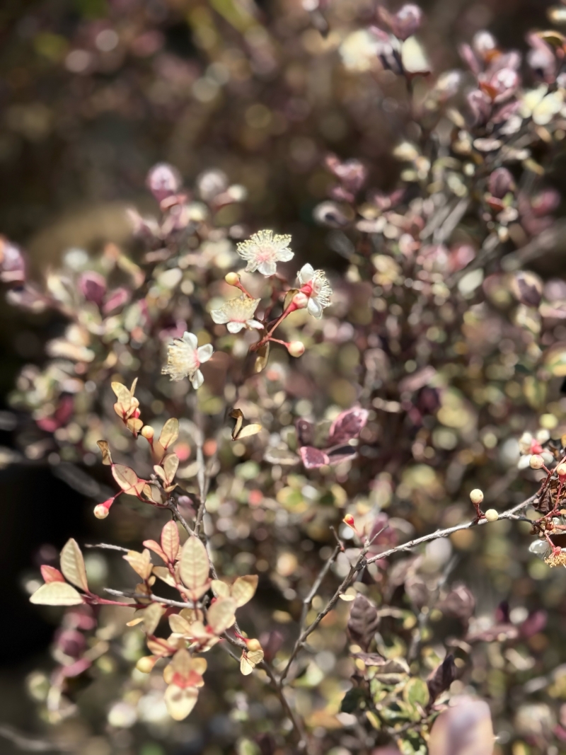 Lophomyrtus 'Magic Dragon'