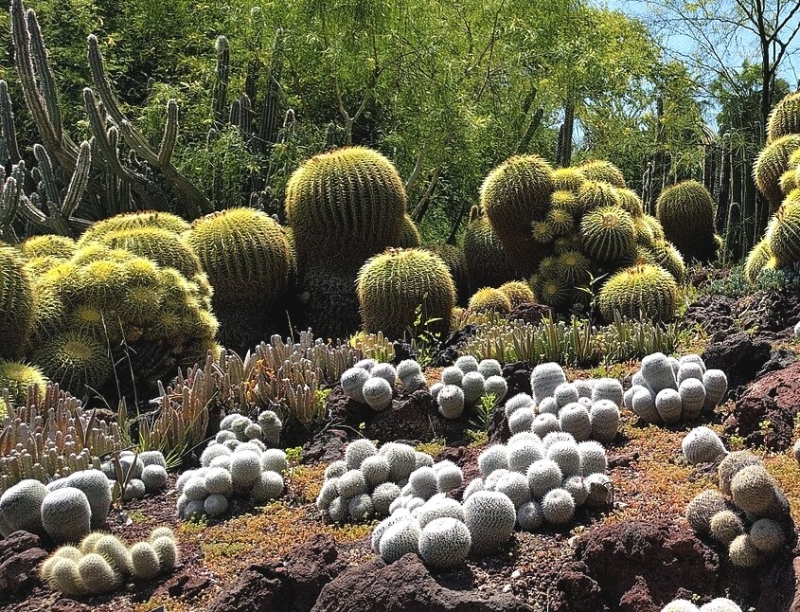 Mammillaria albilanata