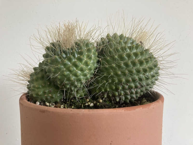 Mammillaria spinosissima 'Un Pico'