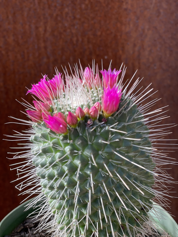 Mammillaria spinosissima 'Un Pico'