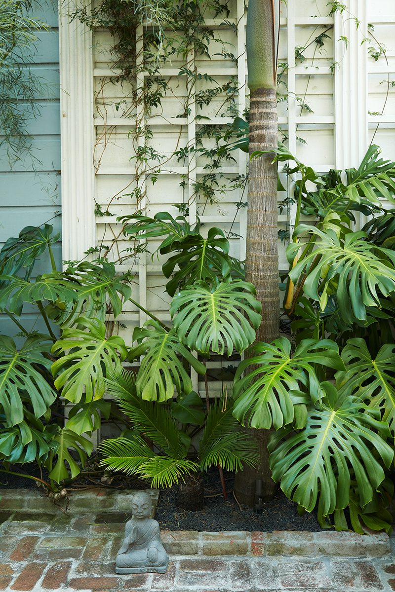 Monstera deliciosa