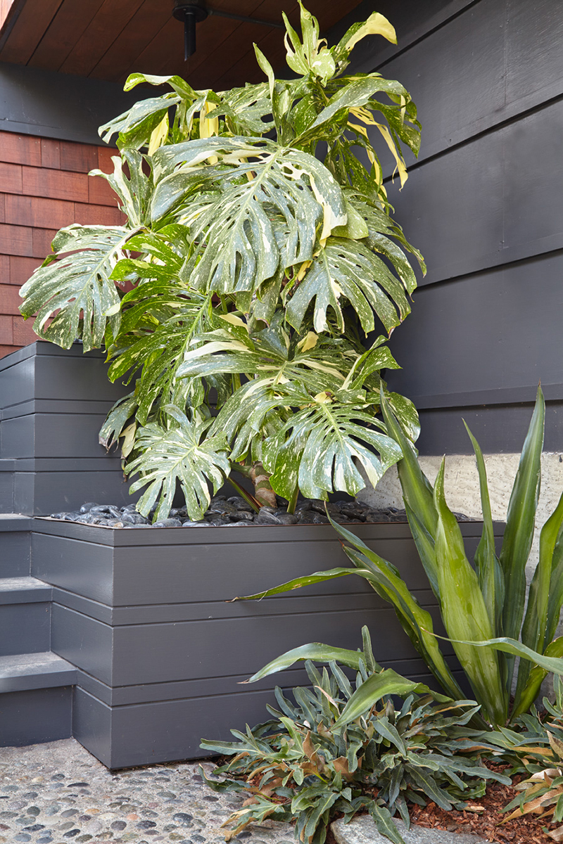 Monstera deliciosa 'Variegata'