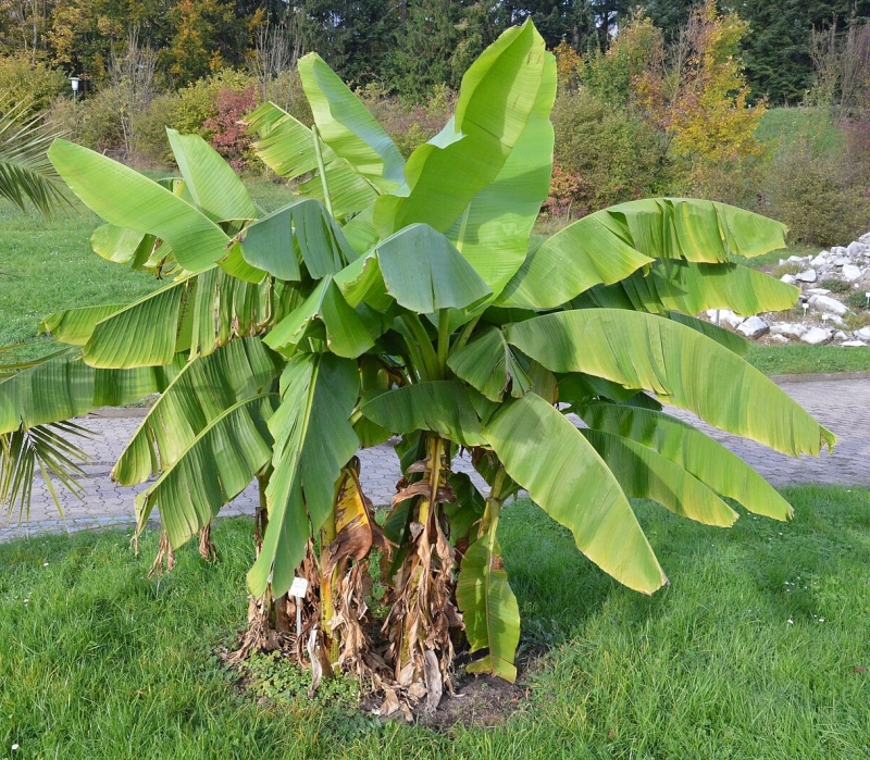 Musa basjoo