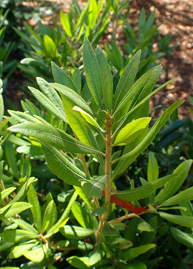 Myrica californica