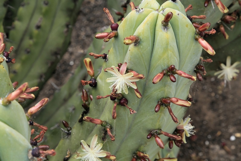 Myrtillocactus geometrizans