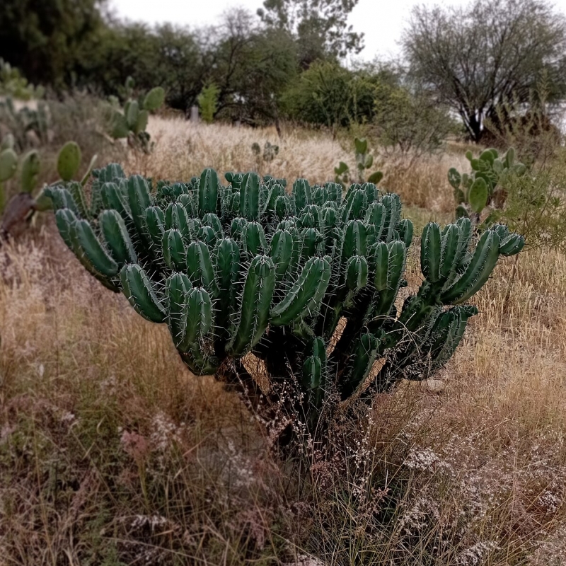 Myrtillocactus geometrizans