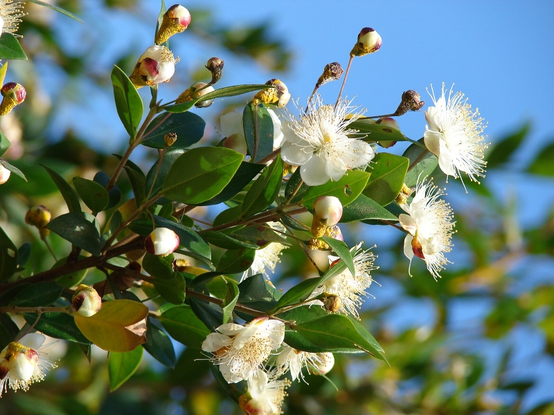 Myrtus communis 'Compacta'